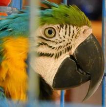 Parrot Stoupa Mani Messinia Peloponnese Greece